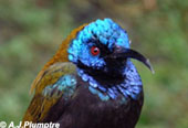 Blue-headed sunbird