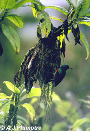 Eastern double-collared sunbird at nest
